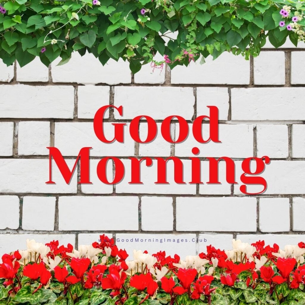 Good Morning Images With Flowers HD, Good Morning Flower Images Free Download, Flower Good Morning Images HD, Good Morning Images Flower HD, Good Morning Images, GoodMorningImages.Club